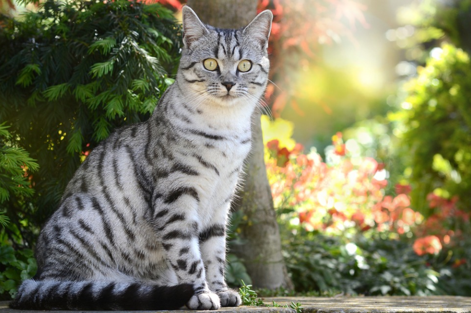 European shorthair cat-image from piaxaby by castleguard