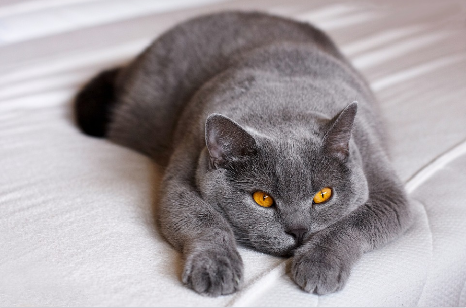 European shorthair cat-image from pixabay by 9685995