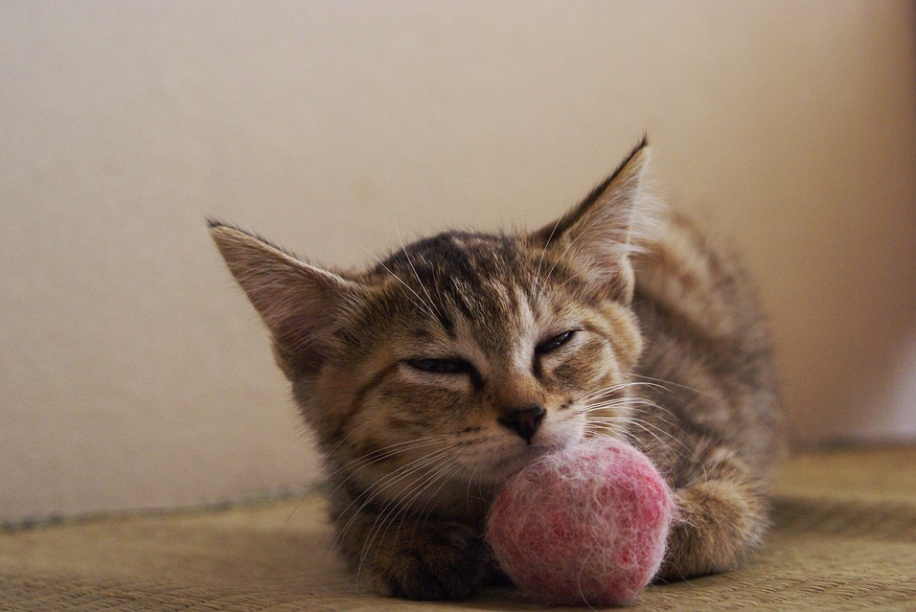 Japanese cat breeds-image from pixabay by Romewo