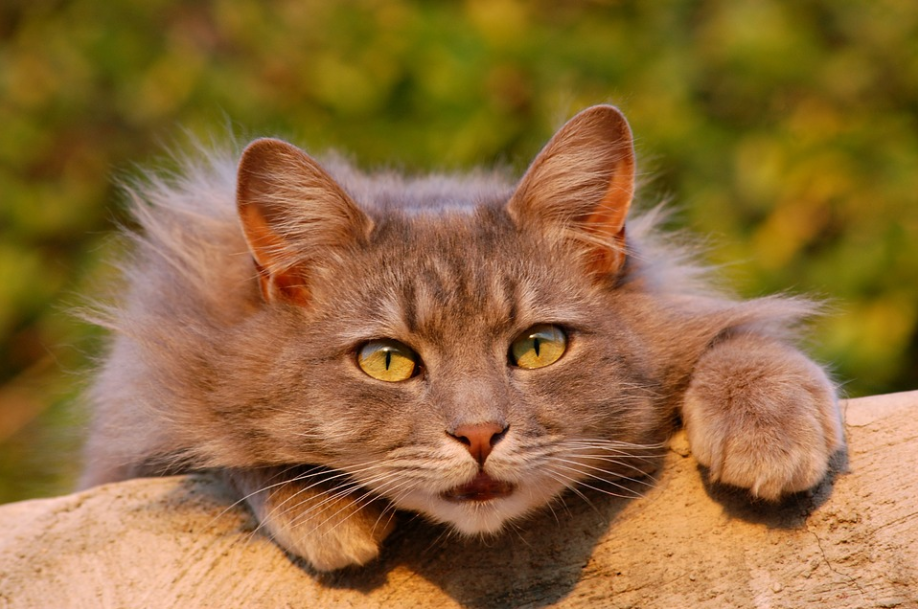 brown cat breeds-image from pixaby by Amandad