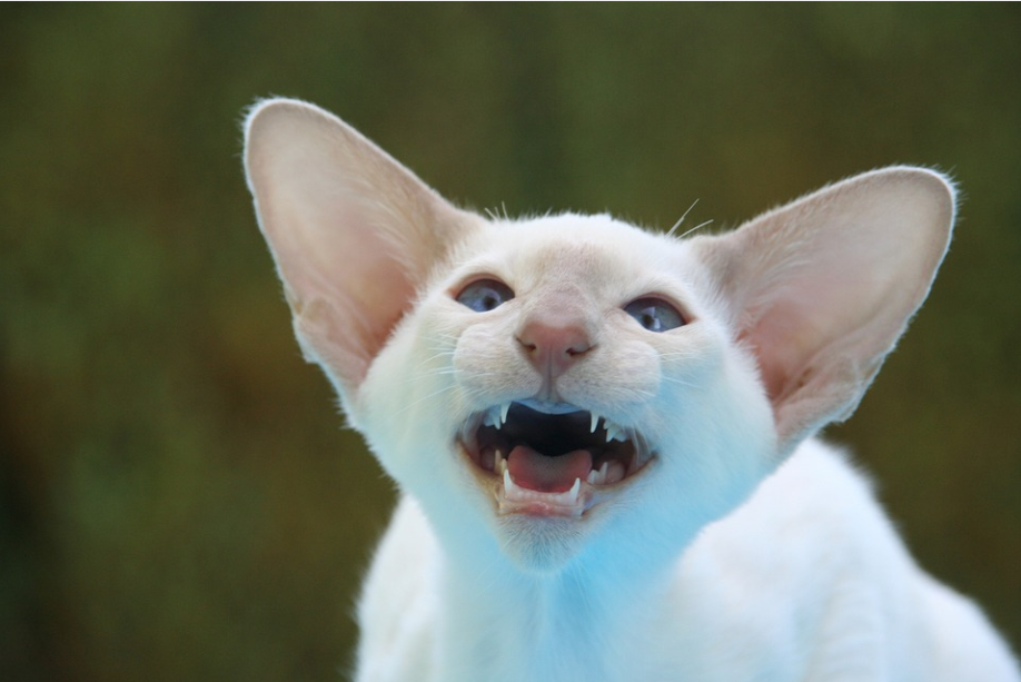 cats with big ears-image from pixabay by TaniaVdB