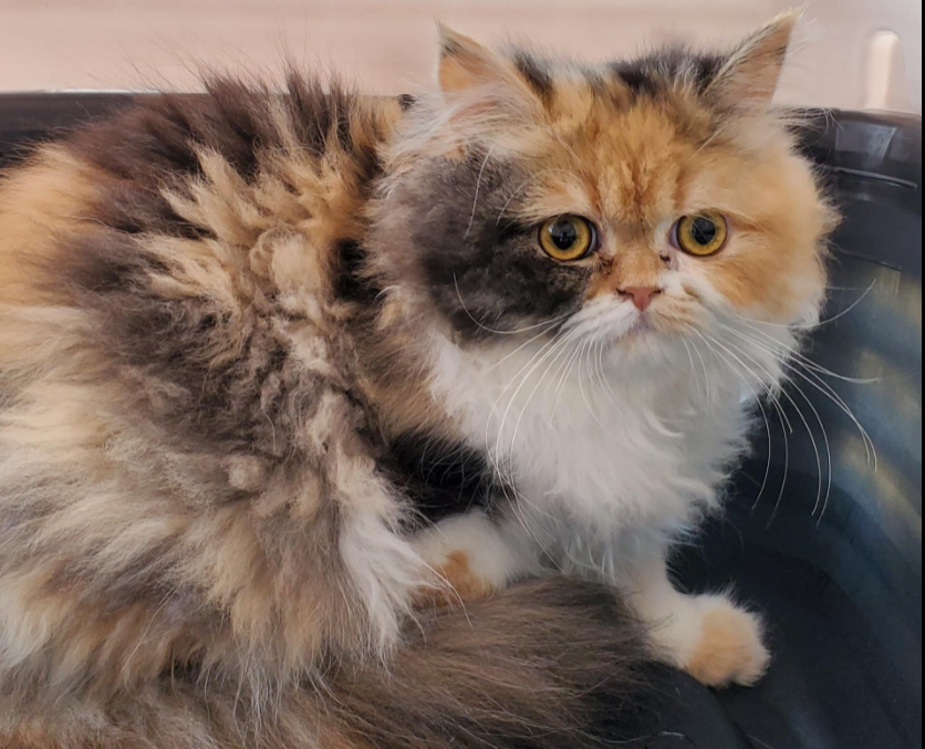 fluppy cat breeds, -image from pixabay