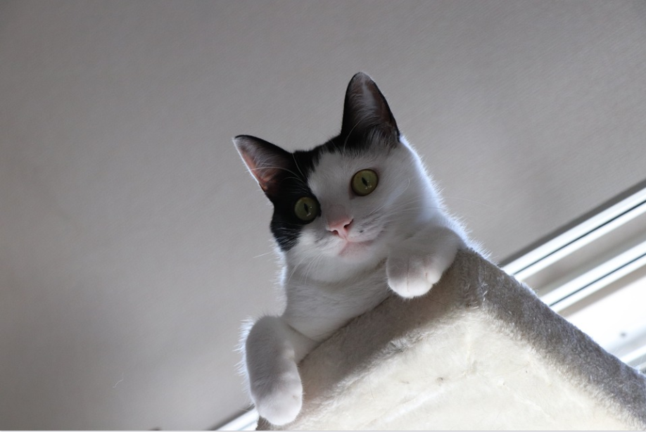 japanese cat breeds -image from pixabay by ayachiyo