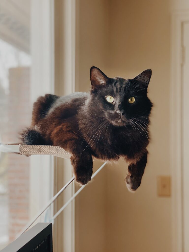 Cat Perch