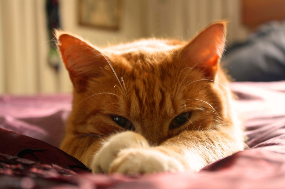 orange cat breeds-image from pixabay by Navigirl