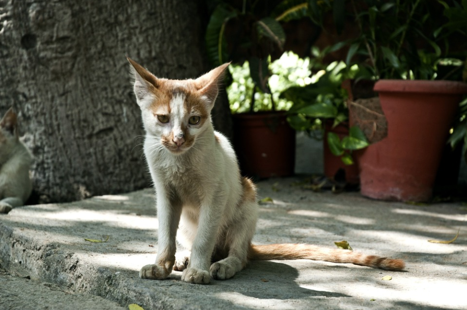 skinny cat sitting-image from pixabay by Hanishi