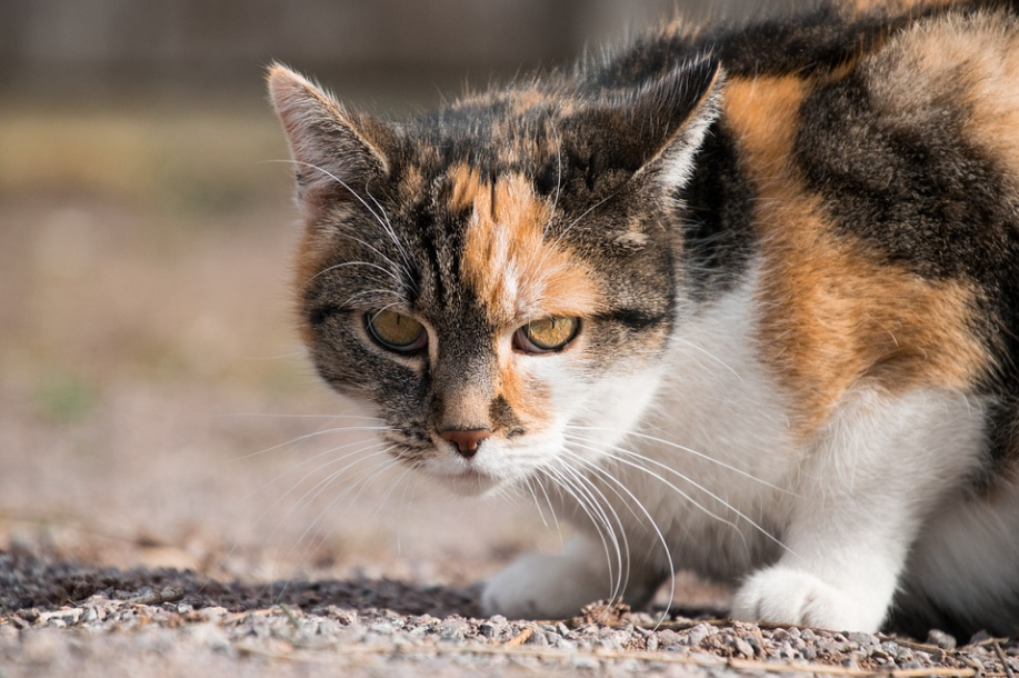 spotted cat breeds-image from pixabay by RebeccasPictures