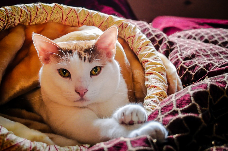 unique cats-image from pixabay by JonasOgrefoln