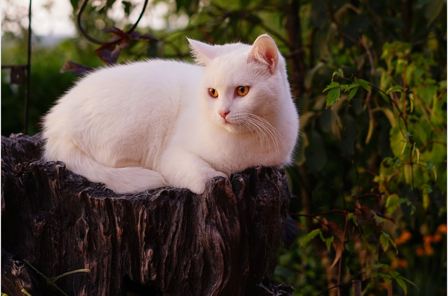 world's most beautiful cats-image from pixabay by Katzenfee